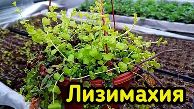 Лизимахия (вербейник) золотистая | lysimachia verbeinik