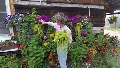 Лизимахия (Lysimachia) – Купить в интернет-магазине ООО Весна, г.  Санкт-Петербург