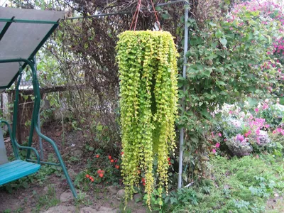 Lysimachia Nummularia Goldilocks (Лизимахия) | Растения за градината
