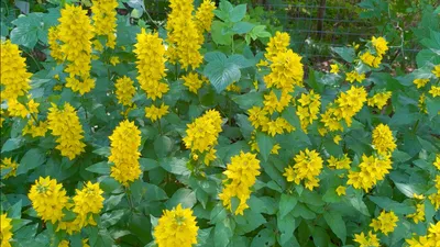Лизимахия (вербейник), купить в горшке, оптом и в розницу, с доставкой