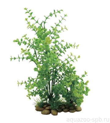 Лизимахия Подвесная (Lysimachia)
