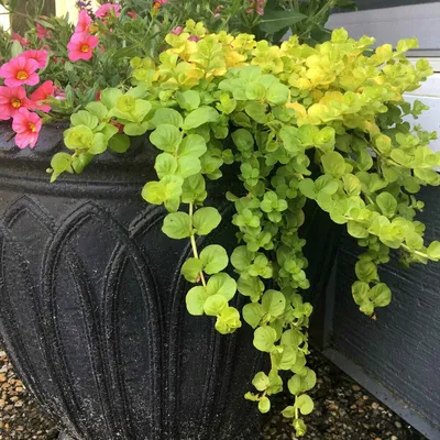 Image result for creeping jenny | Creeping jenny, Lysimachia nummularia,  Meadow garden