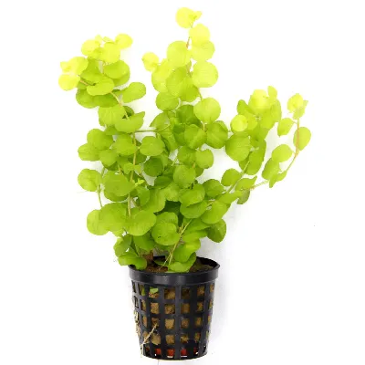 Лизимахия / Lysimachia “Nummularia” 20см. - Heaven Gardens - Озеленяване  Бургас Бургас