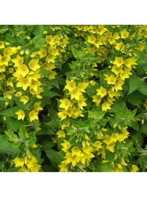 Лизимахия / Lysimachia \"Nummularia\" 10см. - Борела - Озеленяване