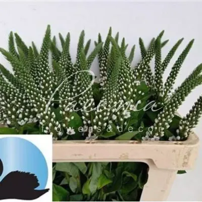 Лизимахия золотистая, вербейник, монетница (Lysimachia nummularia) 3 ветки  — AQUARIUM 38
