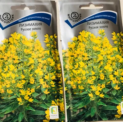 Lysimachia Nummularia Goldilocks (Лизимахия) | Растения за градината