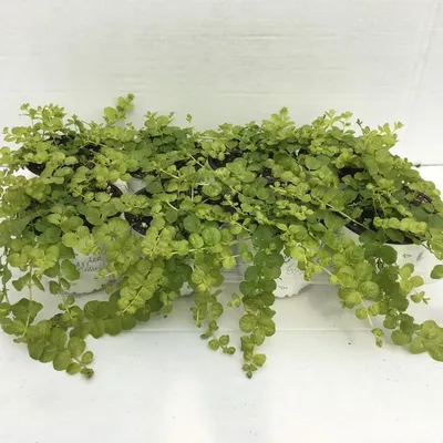 Lysimachia Aurea – Жълта Лизимахия | AQUARIST