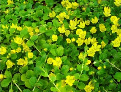 Lysimachia Nummularia Goldilocks (Лизимахия) | Растения за градината
