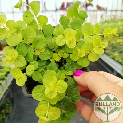 Лизимахия с грузом (Lysimachia nummularia) купить по выгодной цене в  интернет-магазине EXOMENU.RU