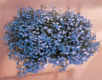 Лобелия каскадная Регатта голубая - купить семена цветов с доставкой по  Украине в магазине Добродар
