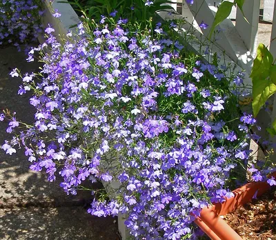 Rare Original Flower Seeds Lobelia miss Clebran. Lobelia Erinus. Seeds From  Ukraine 0,03g. - Etsy Israel