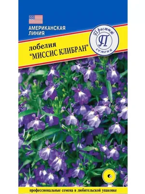 Лобелия МИСС КЛИБРАН. Прочие однолетние. Семена цветов. Интернет-магазин  Уральский дачник — Продолжительное цветение нежных цветов!