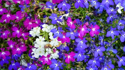 Лобелия цветок: фото, описание, виды, сорта, выращивание, посадка, уход