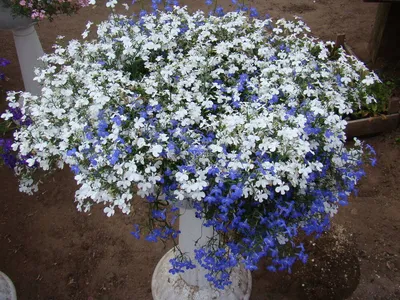 Лобелия, амельные цветы - ампельная лобелия на сайте SlavUsadba.ru