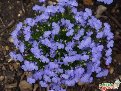 Цветок Лобелия: описание, посадка и уход за растением