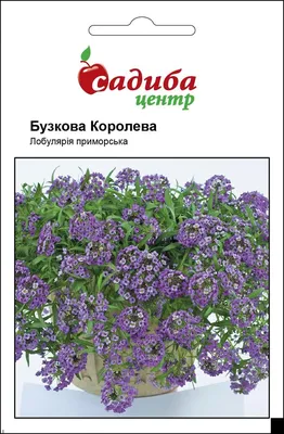 Фото Лобулярии: красота природы в вашем доступе