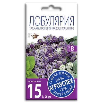 Лобулярия: прекрасные фотографии для вашего выбора