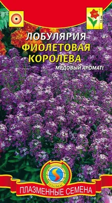 Фото Лобулярии: высокое качество и превосходная четкость