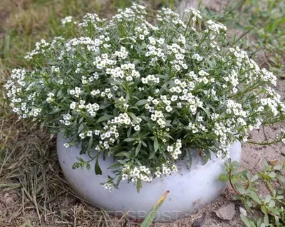 Лобулярия во всей красе