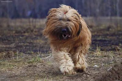 Уход за шерстным покровом собаки - Цамакс Интернешнл. Ветеринарные  препараты и кормовые добавки. Цены, где купить, отзывы