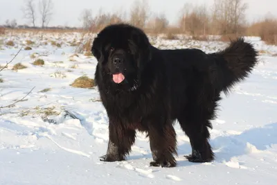 Черная большая лохматая собака - 66 фото