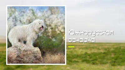 Породы больших собак: список с фотографиями и названиями | «Дай Лапу»