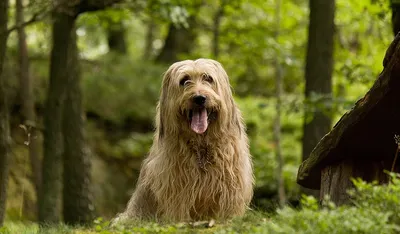 Лохматые собаки: большие, маленькие и средние | Калейдоскоп Животных | Дзен