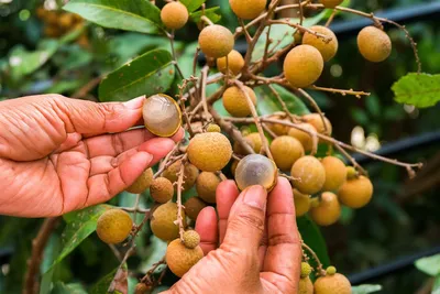 Лонган: загадочный фрукт открывает секреты вкуса