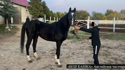 Лошади английской породы фото фотографии