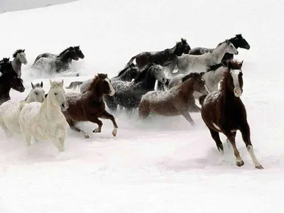 [27+] Лошади на снегу фото