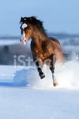 Лошади на снегу фотографии