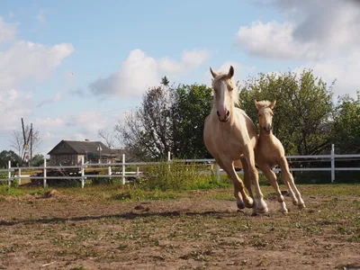 две маленькие лошадки смотрят друг на друга через поле, картинка милых  пони, пони, лошадь фон картинки и Фото для бесплатной загрузки