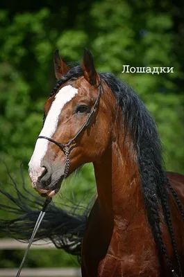 Лошадки — Владимирский тяжеловоз | OK.RU | Тяжеловозы, Фотоальбом, Альбом