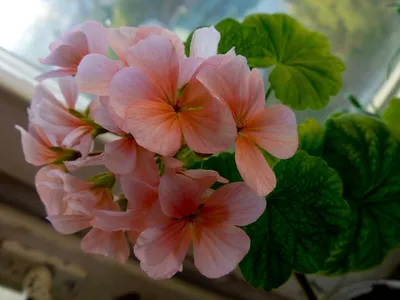 Герань лососевая | Герань (Pelargonium)