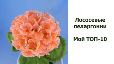 Пеларгония зональная лососевая d12 в Москве и области – купить по низкой  цене в интернет-магазине Дарвин