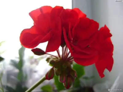 Герань (пеларгония садовая) (Pelargonium x hortorum)