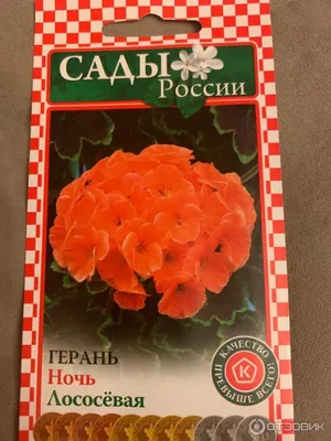 Пеларгония (герань комнатная): описание растения. Секреты выращивания и  ухода. Фото