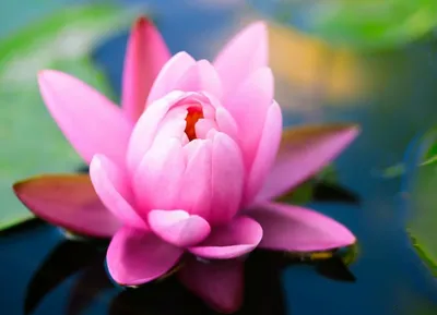 розовый лотос, скумбрия, цветок, зеленый, пейзаж, природа, HD обои для  телефона | Цветы лотоса, Цветок лотоса, Цветок