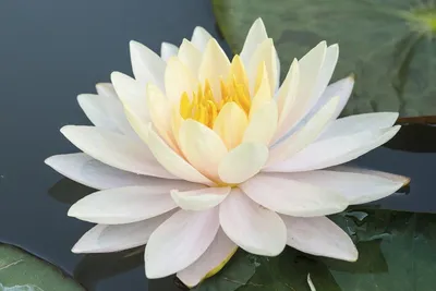 Бесплатное изображение: цветок, белый, лотос, темно зеленый, листья, пруд,  цвести