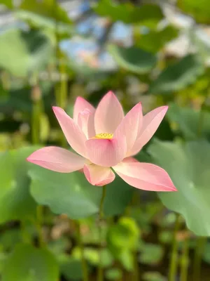 Цветок лотоса со словом лотос на нем | Премиум Фото