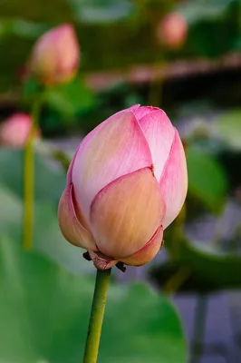 Красивый лотос (одиночный цветок лотоса изолированный на белой предпосылке  Стоковое Фото - изображение насчитывающей изолировано, флора: 45356136