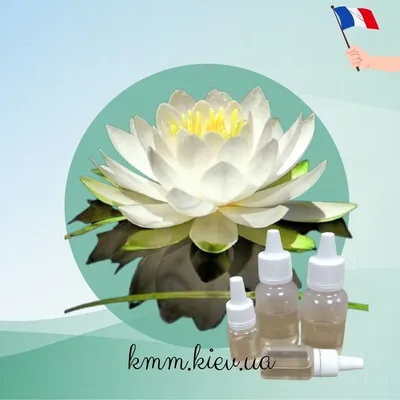 Цветок лотоса лотоса в дневном пруду с лотосами после дождя Фон И картинка  для бесплатной загрузки - Pngtree