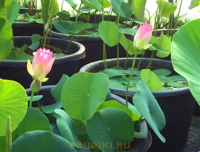 Божественные обитатели грязи или Лотос орехоносный (Nelumbo nucifera  Gaertn.)