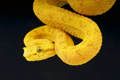 Ложная гремучая змея - впечатляющее изображение