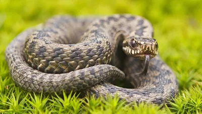 Фото ложной гремучей змеи - скачать бесплатно в JPG