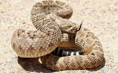Фото ложной гремучей змеи - близкий план