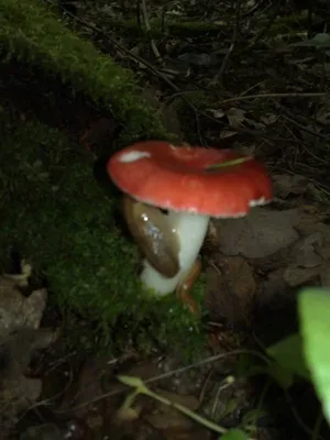 Сыроежка ломкая (Russula fragilis) фото и описание