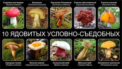 Сыроежка золотистая, Russula aurata - Грибы Средней Полосы