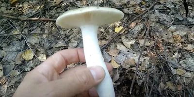 Сыроежка ломкая (Russula fragilis) фото и описание