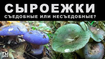 Сыроежка пищевая, Russula vesca - Грибы Средней Полосы